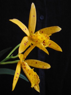  Cattleya Hybride