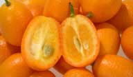 CDC kumquat.jpg