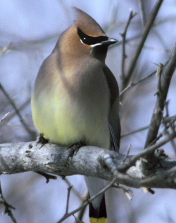  Jaseur d'Amérique (Bombycilla cedrorum)