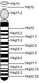 Chromosome 14.jpeg
