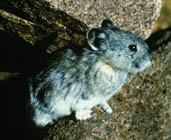  Ochotona collaris