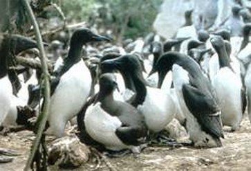  Colonie de guillemots de Troïl