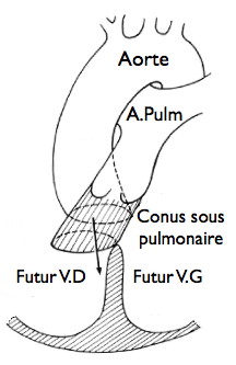 Conus normal-Wiki.jpg