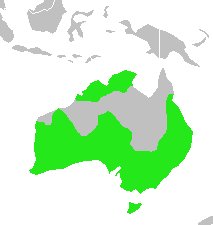 Cracticus torquartus-map.jpg