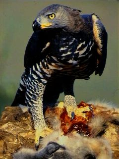  Stephanoaetus coronatus