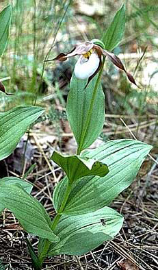 Cypripède des montagnes