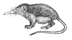  Solenodon cubanus