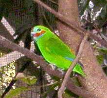 Cyclopsitta diophthalma