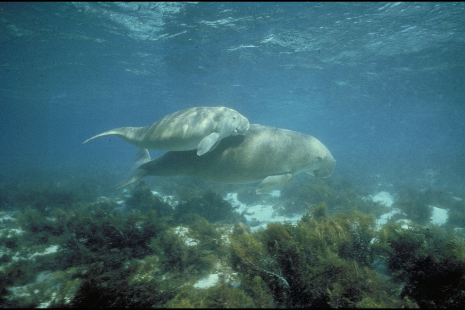  Dugong, Dugong dugon
