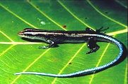  Emoia caeruleocauda