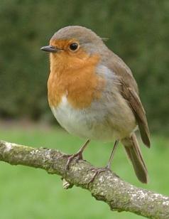 Rouge-gorge (E. Rubecula) : Tout Savoir sur cet oiseau
