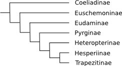 Filogenia Hesperiidae.jpg