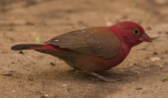  Amarante du Sénégal (Lagonosticta senegala)
