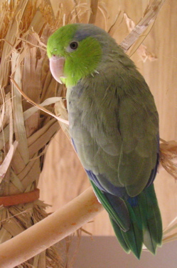 Toui été
