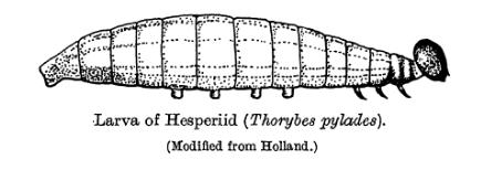HesperidCaterpillarLefroy.jpg