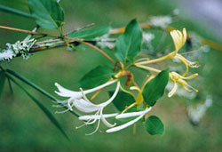  Lonicera periclymenum