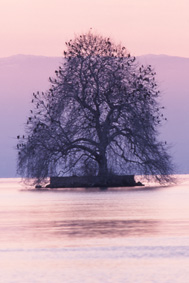 Vue de l'île de Peilz.