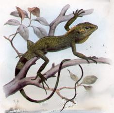  Japalura polygonata