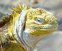  Conolophus subcristatus