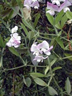  Lathyrus latifolius