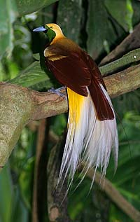  Paradisier petit-émeraude (Paradisaea minor)