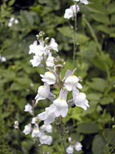  Linaria repens