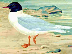  Hydrocoloeus minutus