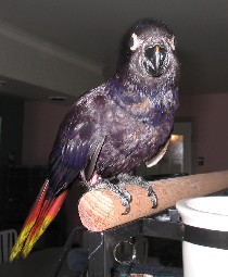  Chalcopsitta atra