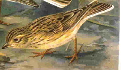  Calandrella rufescens
