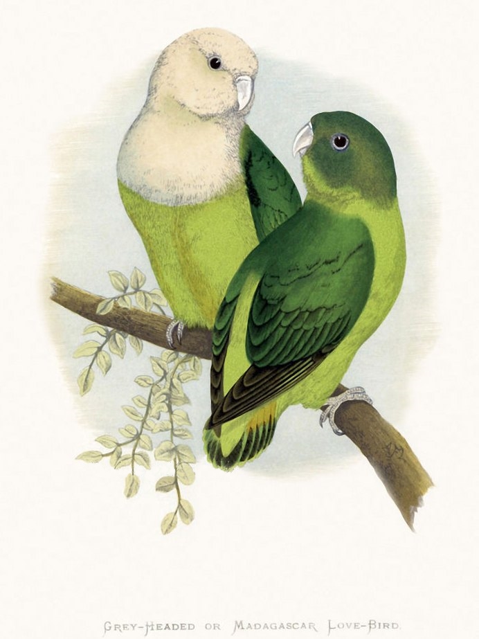 Agapornis canus
