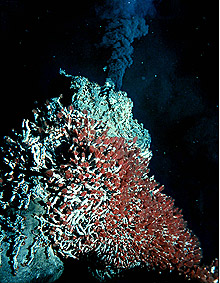 Zone de protection marine du Champ-Hydrothermal-Endeavour