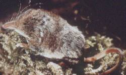  Sorex cinereus