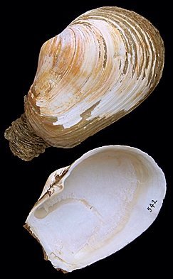  Mya truncata