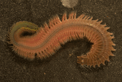  Nereis succinea