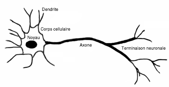 Image:Neurone.png