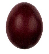 oeuf de Marans