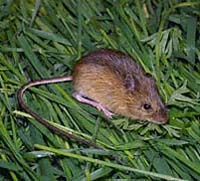  Zapus trinotatus