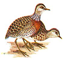  Pédionome errant (Pedionomus torquatus)