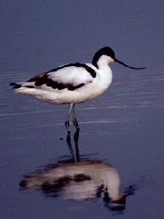  Avocette élégante (Recurvirostra avosetta)