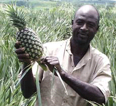 Un fermier ghanéen tenant un Ananas
