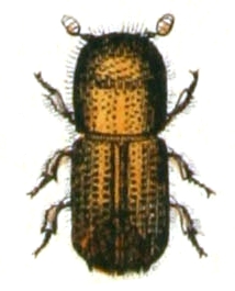  Pityokteines curvidens