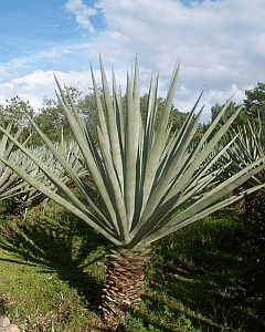  Plant de Agave sisalana au Mexique