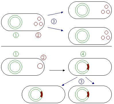 Figure 3: Comparaison de plasmides non-intégrants (en haut) et d'épisomes (en bas). 1 ADN chromosomique. 2 Plasmides. 3 Division cellulaire. 4 ADN chromosomique avec plasmides intégrés.