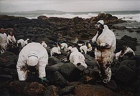Volontaires nettoyant la cote de Gallice après la catastrophe du Prestige