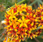  Quinchamalium chilense