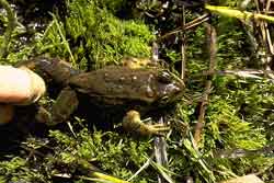  Rana luteiventris