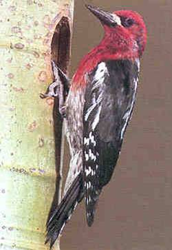  Pic à poitrine rouge (Sphyrapicus ruber)