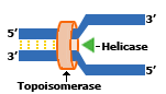 Replication-fork.png