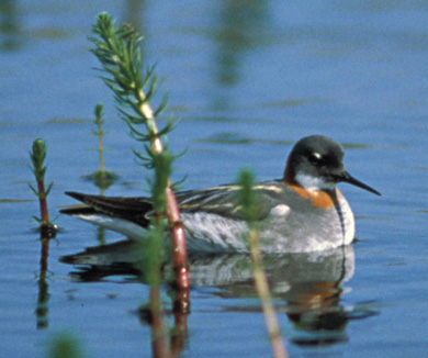  Phalarope à bec étroit (Phalaropus lobatus)
