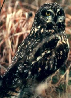  Asio flammeus